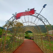 강원랜드에 있는 이상한 나라의 앨리스