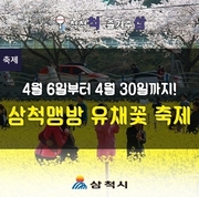 삼척 맹방 유채꽃 축제