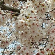 강릉 벚꽃 축제
